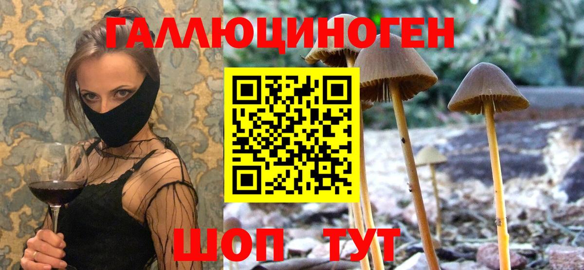 Галлюциногенные грибы GOLDEN TEACHER  Вход с VPN  купить   Галлюциногенные грибы Psilocybe  Грозный 